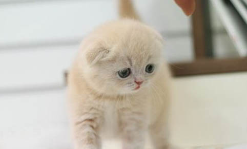 猫咪要刷牙吗多久刷一次