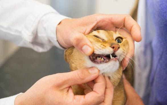 猫咪可以吃饭吗?