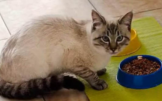 猫咪挨打后呼吸急促