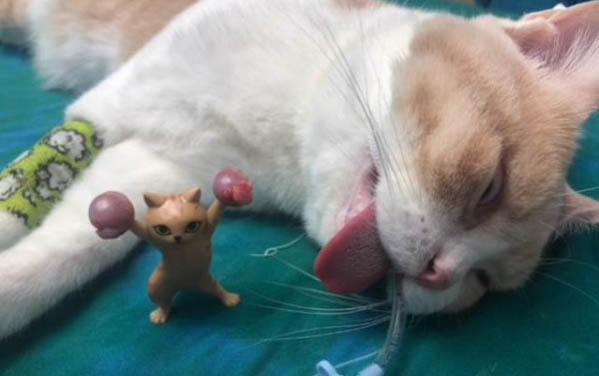 猫咪能吃火腿肠么？