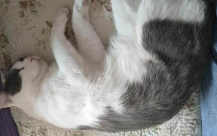 小猫钻被窝不会缺氧吗?