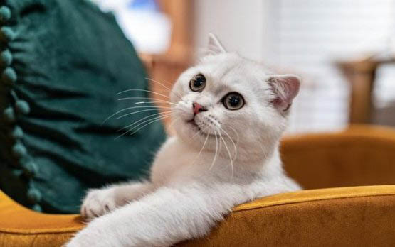 猫咪可以饿多久呀