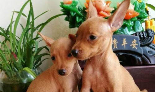 小鹿犬不常见的原因