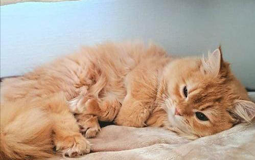 一个月的小猫刚到家该怎么照顾