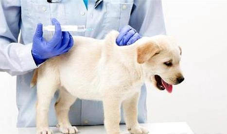 幼犬冠状病毒怎么治疗