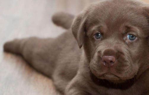 狗狗得犬瘟都有哪些症状