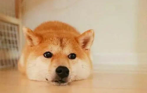 柴犬和秋田犬区分方法