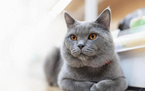 俄罗斯蓝猫吐黄水是什么原因