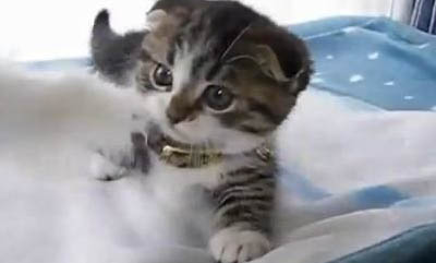 为什么猫咪咬新来的小猫咪呢