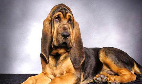 寻血猎犬太瘦的原因及处理方法