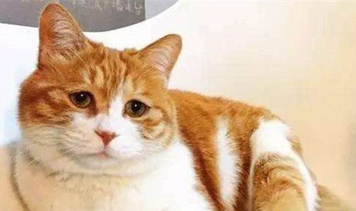 橘猫为什么容易发胖长大？