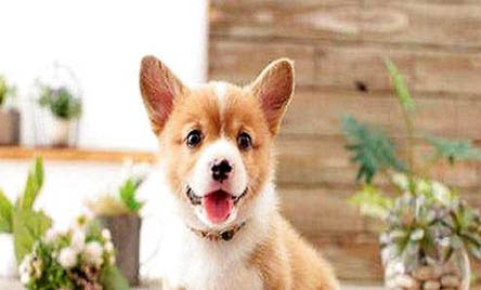 柯基犬两个月不听话怎么办