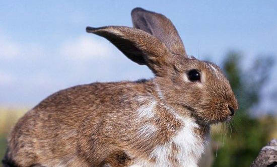 超过三十度兔子会热死吗