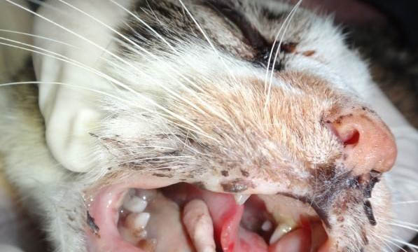猫对主人有没有感情