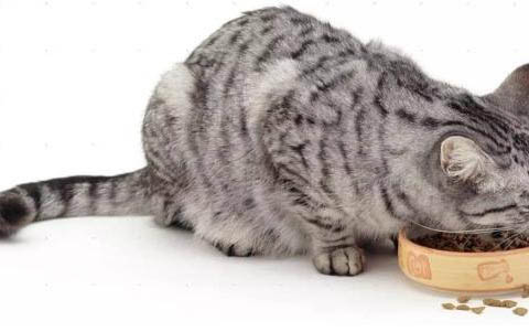 小猫托运回来后，不吃饭，呕吐是什么原因导致的？