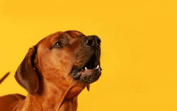 为什么狗狗会突然哮喘咳嗽呢