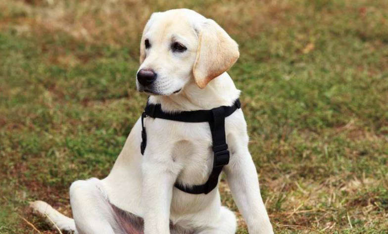不掉毛的大型犬有哪些