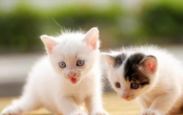 猫咪几个月大开始发情