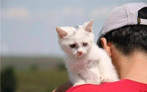 猫咪尿血了是怎么回事