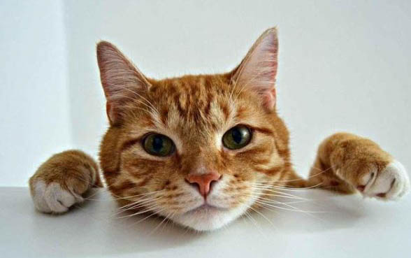 猫咪平时能不能吃石榴？