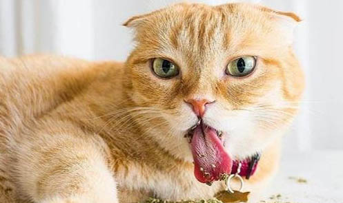 为什么大多数人讨厌猫喜欢狗