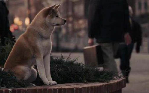 日本秋田犬产后十天可以洗澡吗