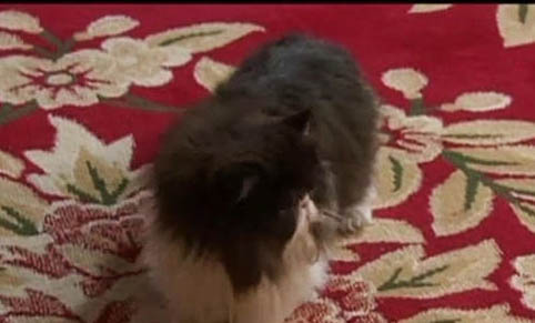 公共汽车可以带猫嘛