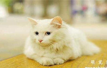 猫咪吐白色泡沫是怎么回事？