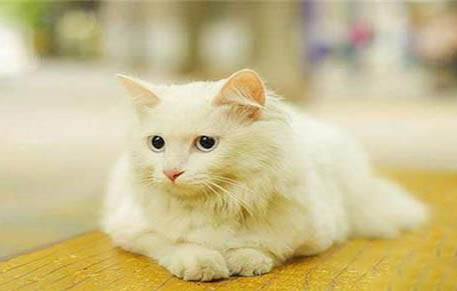 请问猫咪呕吐的原因及处理方法?