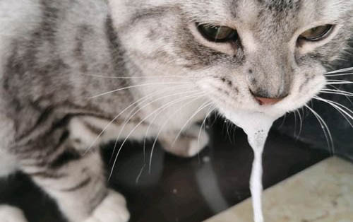 猫咪闻多了烟味会生病吗