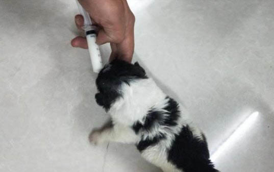狗狗急性肠胃炎有哪些症状
