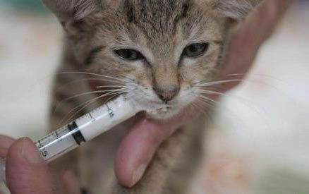 猫有尿道炎症的原因及处理方法