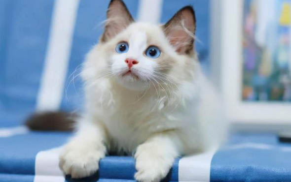 猫一般睡多久