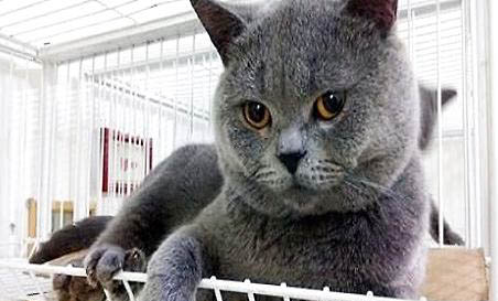 宠物猫有哪些品种?
