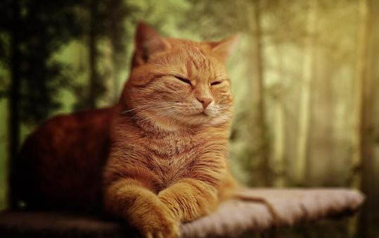 猫咪太瘦了怎么增肥