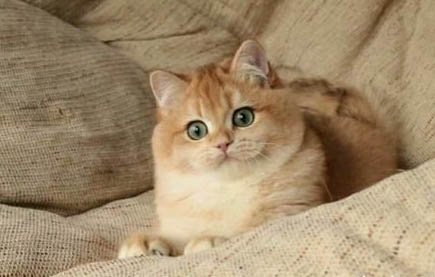 小猫的公母怎么辨别