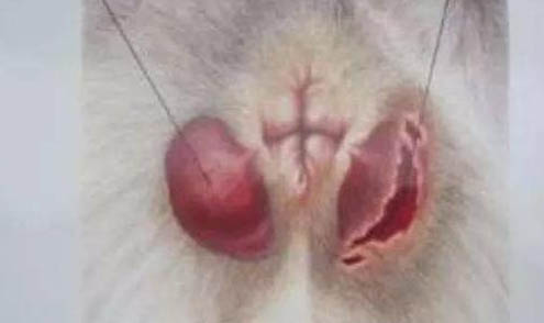 狗狗有虫有哪些症状?