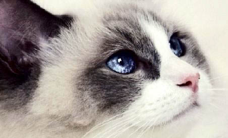 纯种布偶猫价格多少钱一只