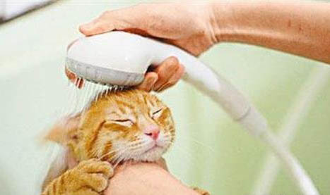 请问猫咪呕吐的原因及处理方法？