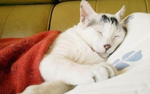 猫流鼻涕打喷嚏流眼泪是什么原因