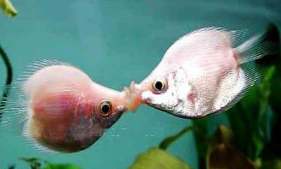 接吻鱼饲养注意事项