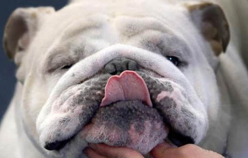 英国斗牛犬老喝水的原因及处理方法