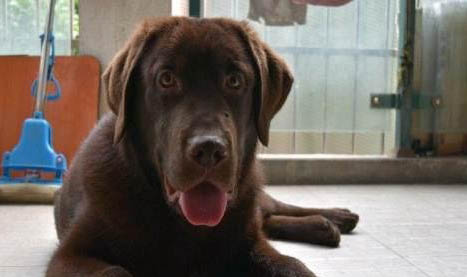 养拉布拉多犬一个月开销多少钱