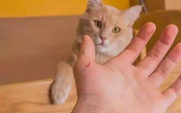 小猫鼻塞和流眼泪是什么症状表现