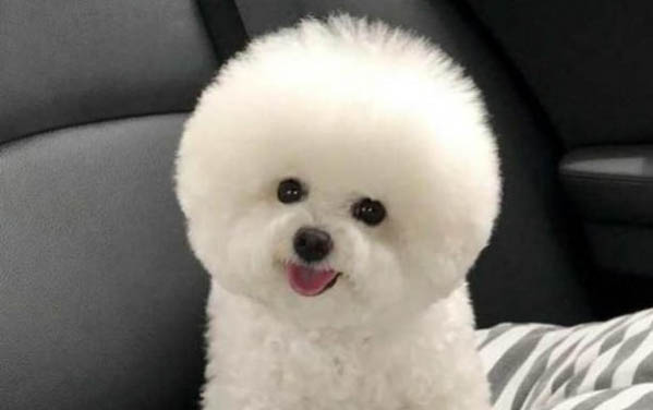 比熊专用的狗粮哪个牌子好