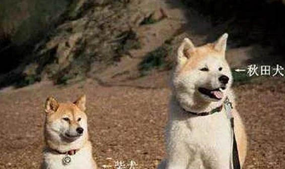 秋田犬智商相当于几岁