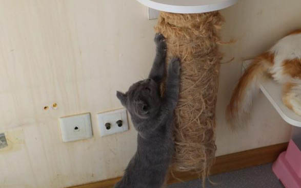 猫癣每天晒太阳要晒多久