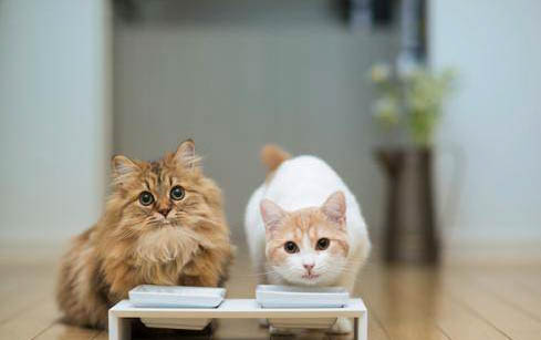 猫咪老吐是什么原因呢?