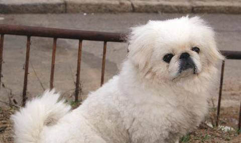 京巴狗幼犬怎么喂养