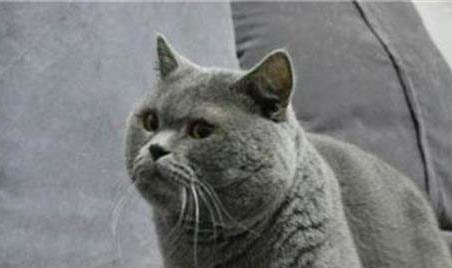 蓝猫能和人睡吗